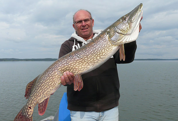 Northern Pike