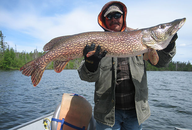 Northern Pike