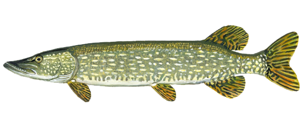 Trophy Northern Pike is 41 inches