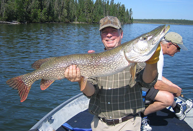 Large Northern Pike