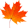 Maple Leaf